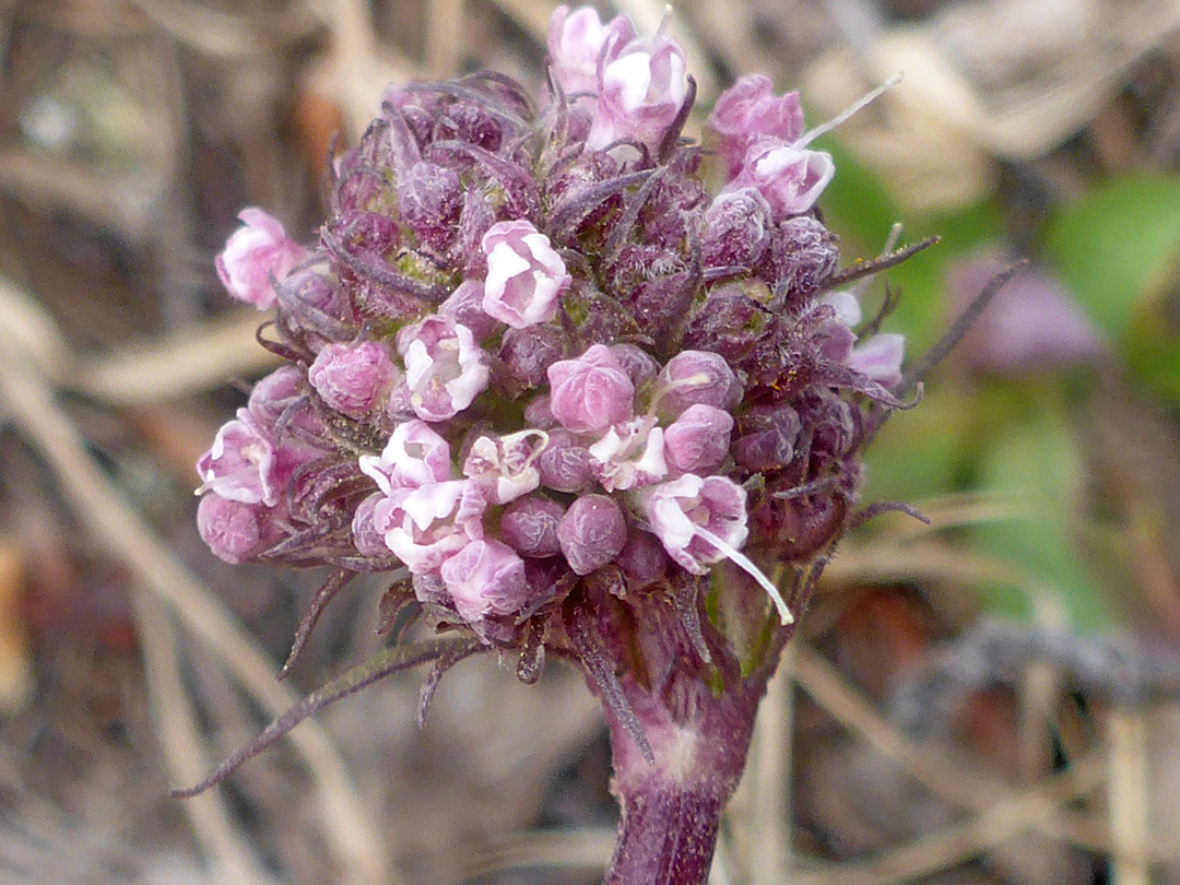 Developing inflorescence