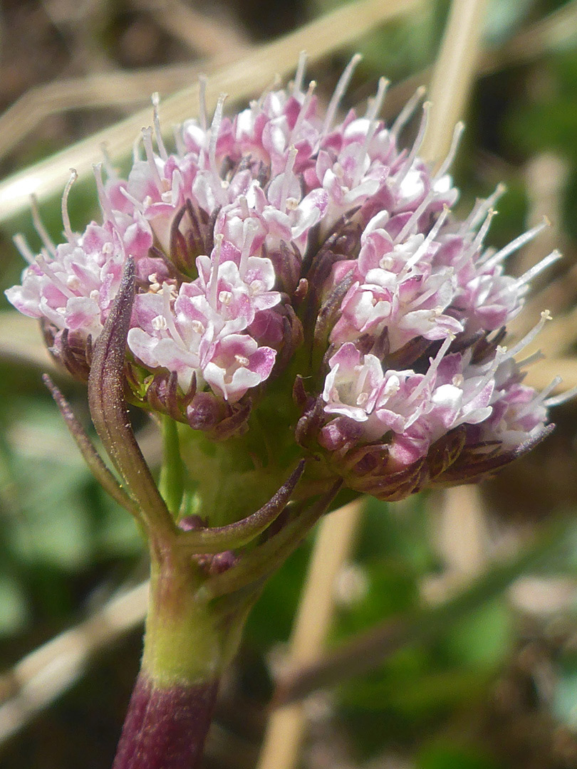 Bracts and flowers