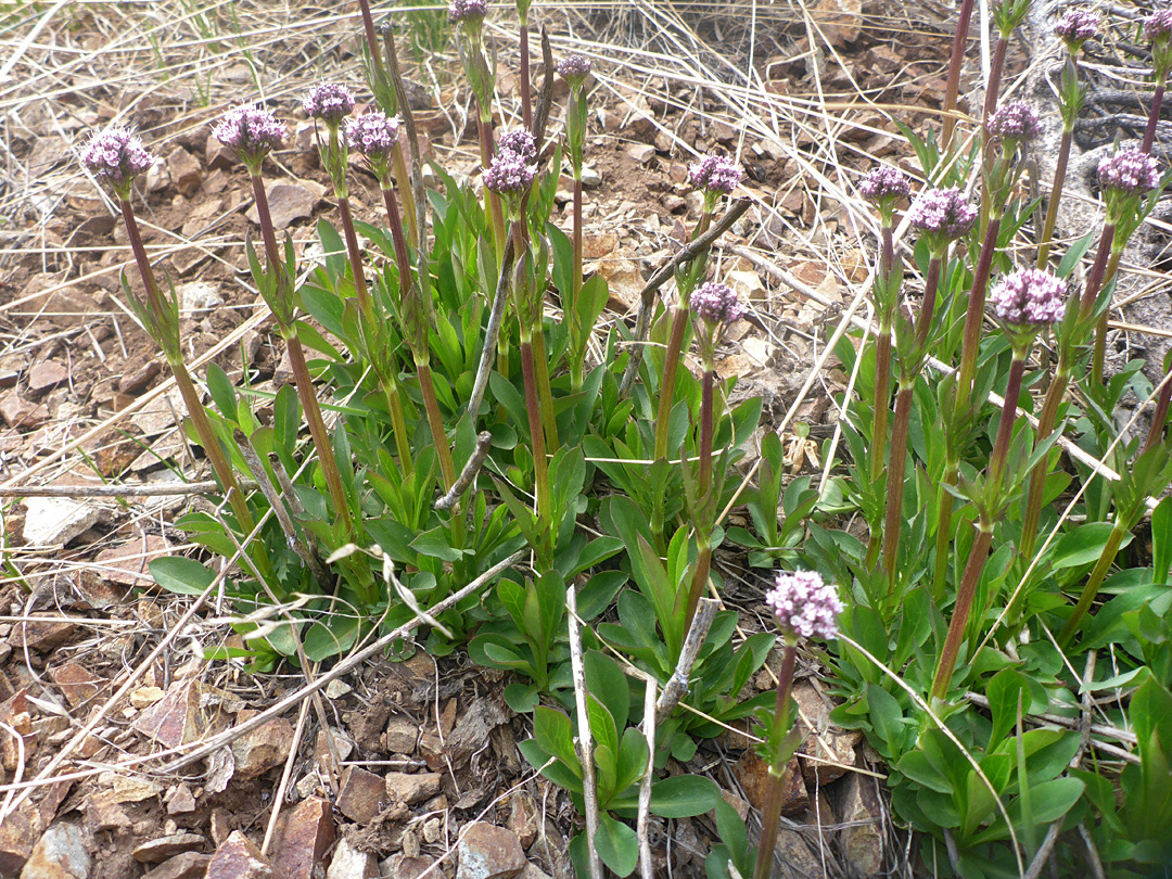 Many stems