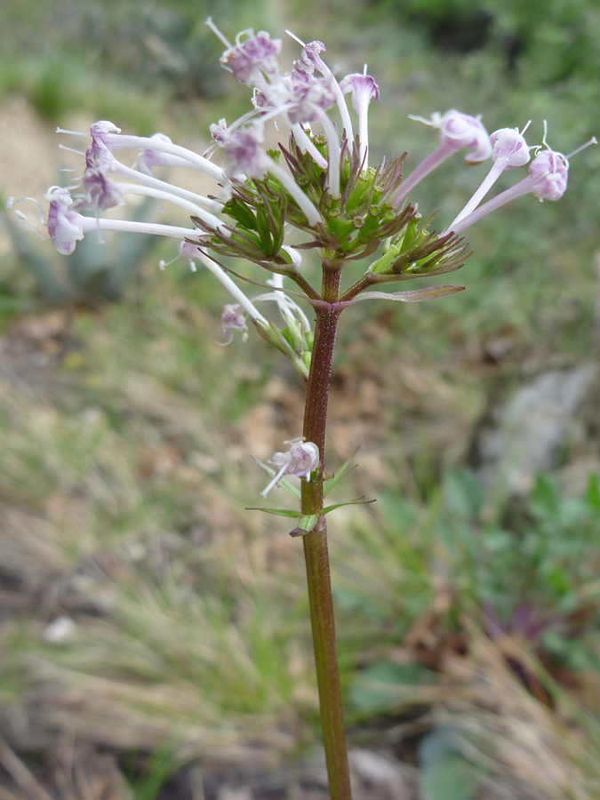 Tubular flowers