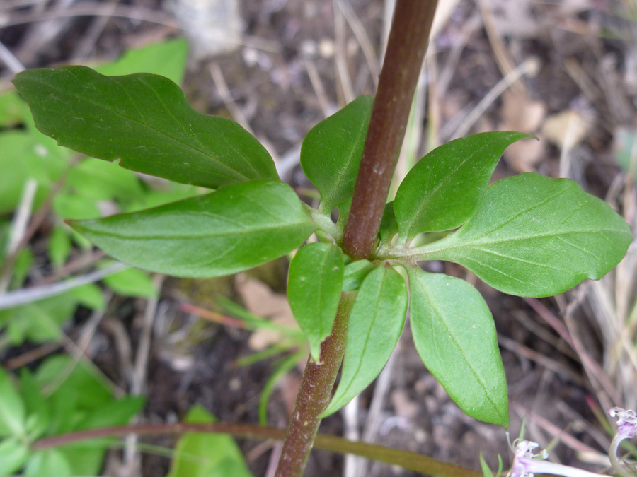 Compound leaves