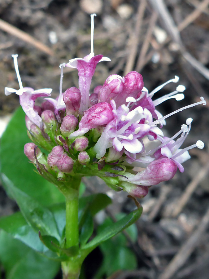 Developing flowers