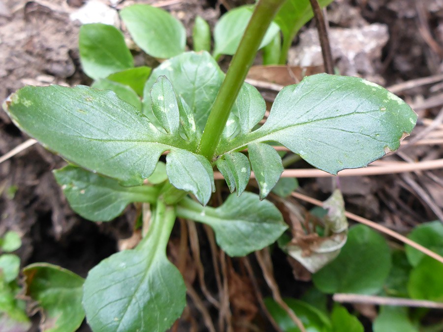 Stem and leaves