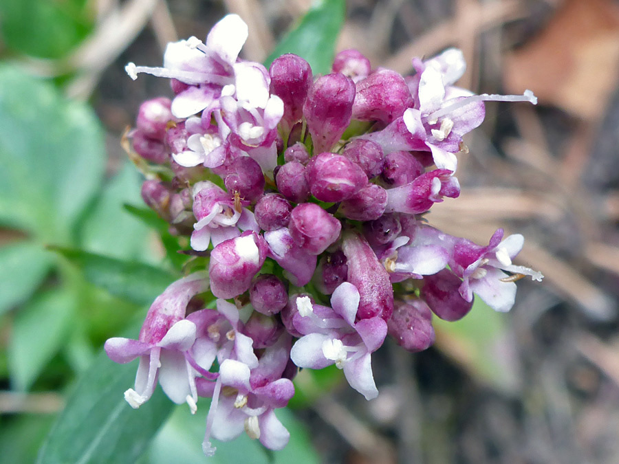 Purplish buds