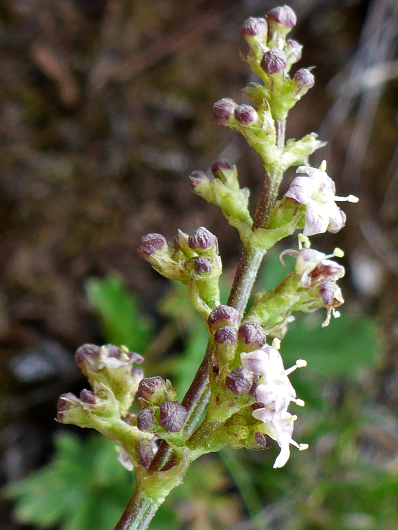 Purplish-white flowers