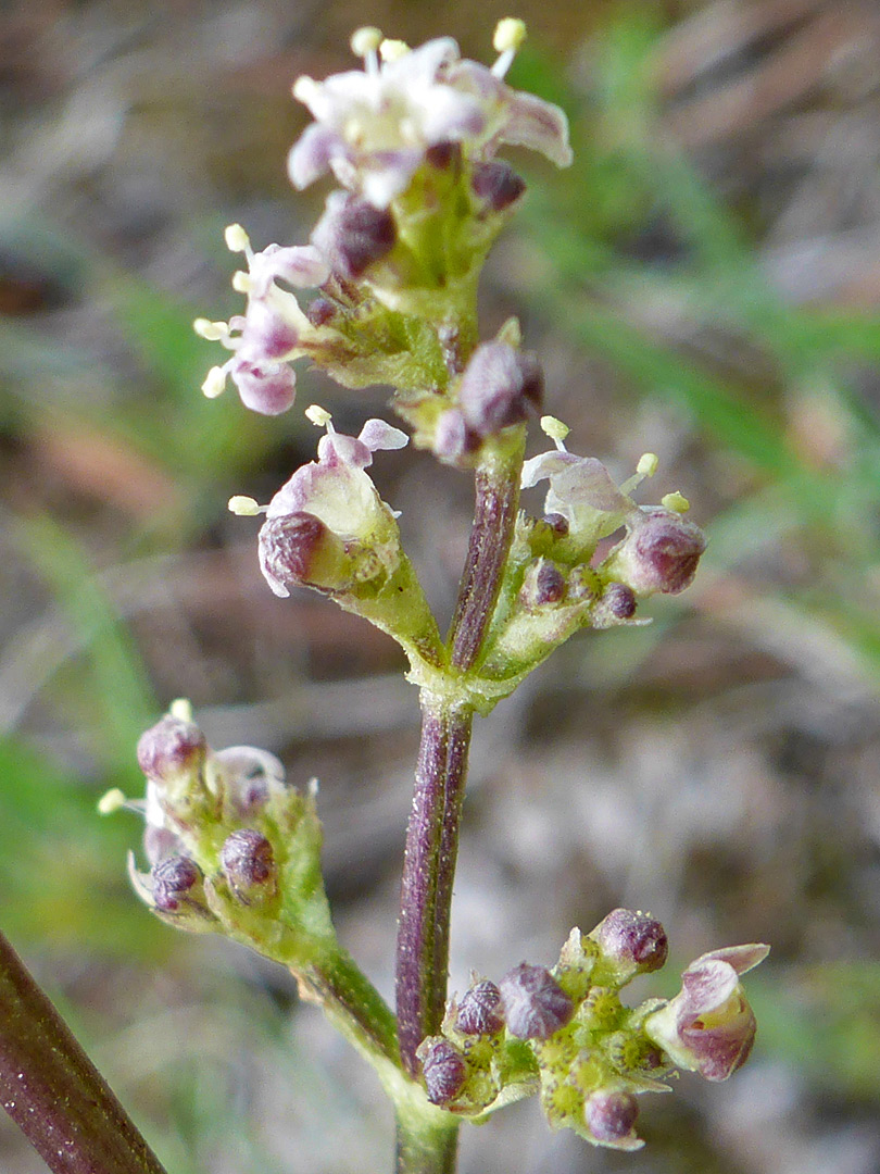 Elongated inflorescence