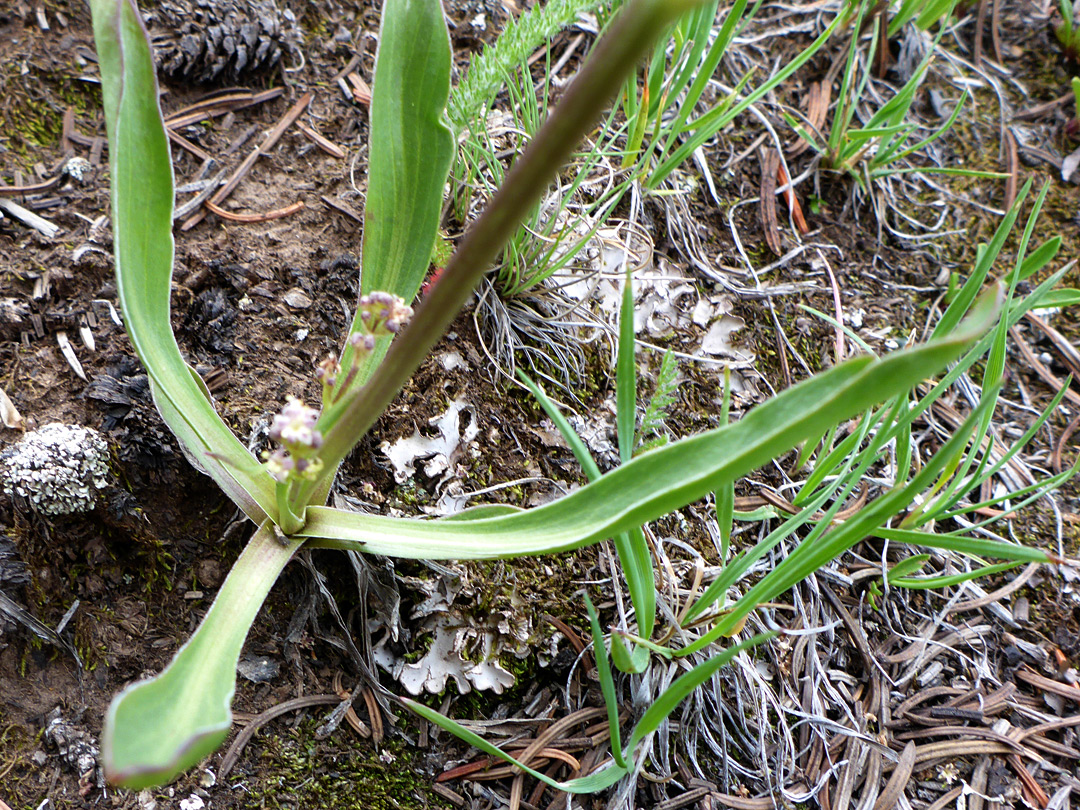 Basal leaves