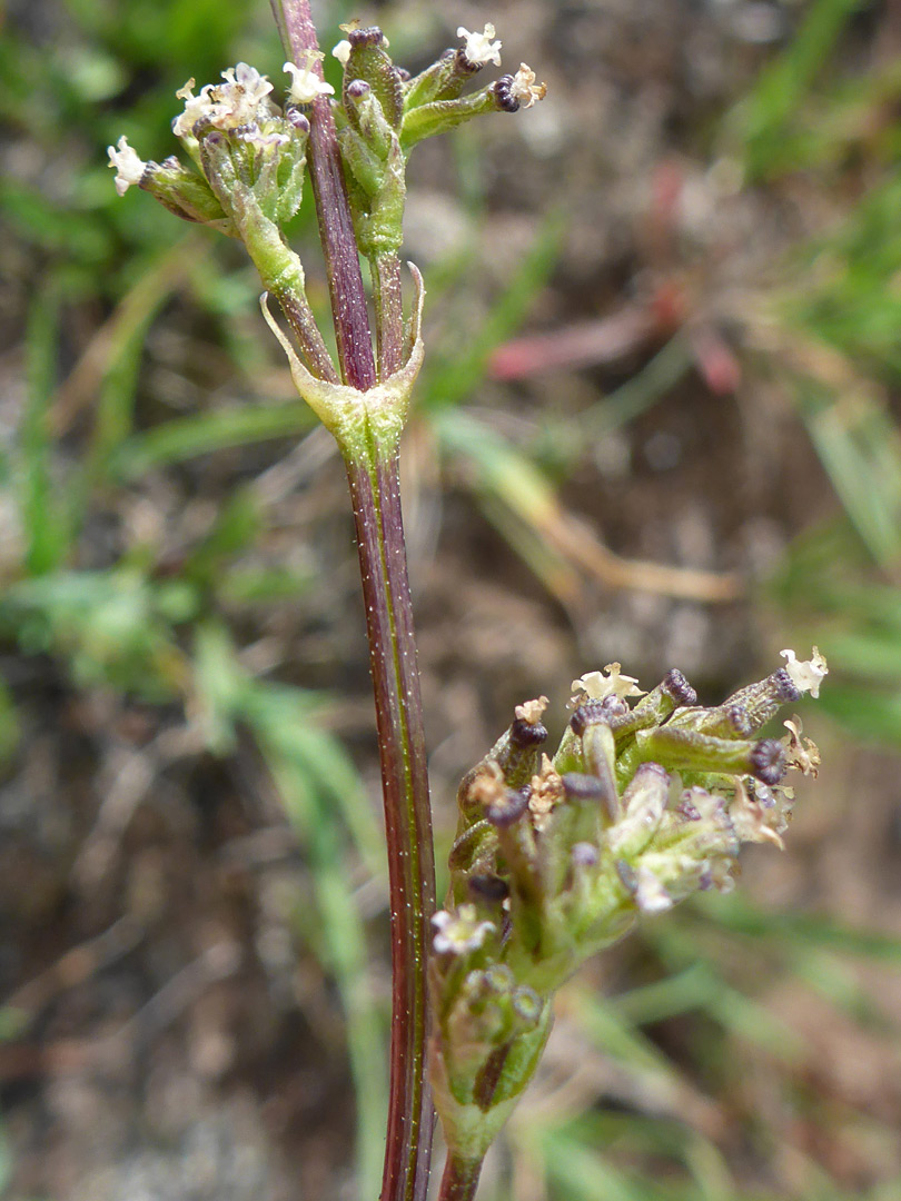 Purplish stem