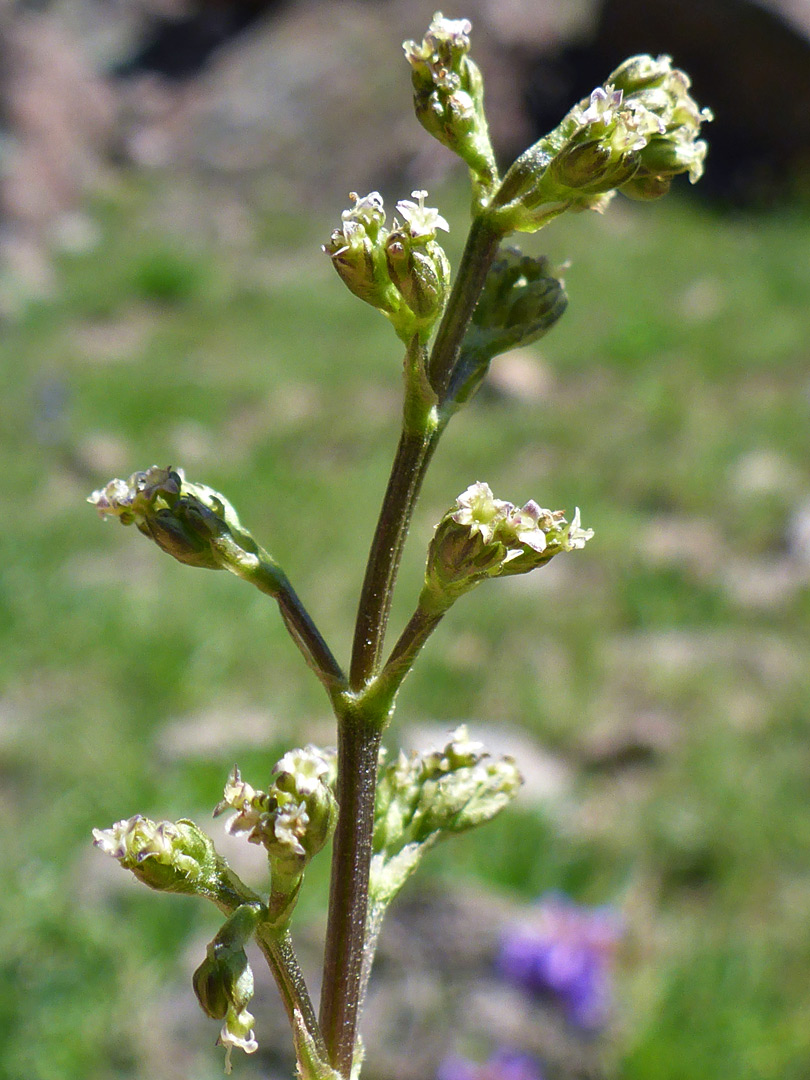 Cluster of flowers