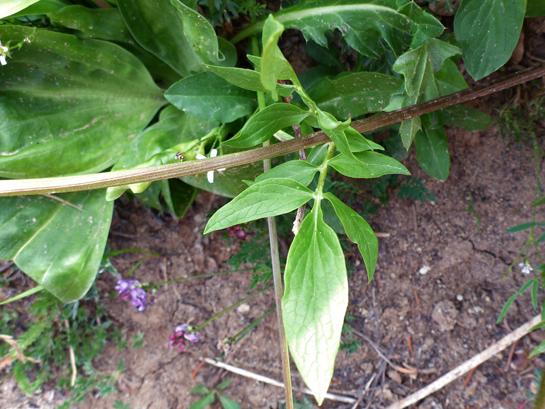 Cauline leaves