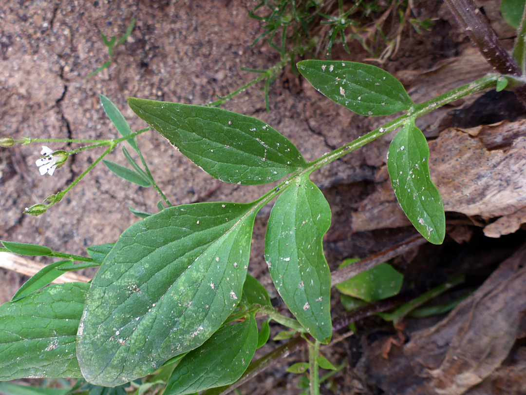 Lobed leaf