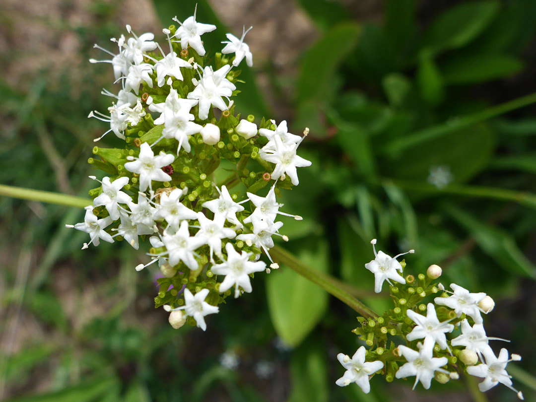 Clustered inflorescence