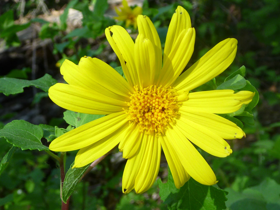 Yellow flower