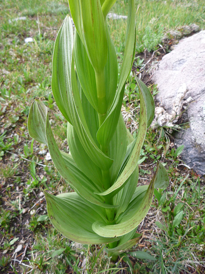 Large leaves