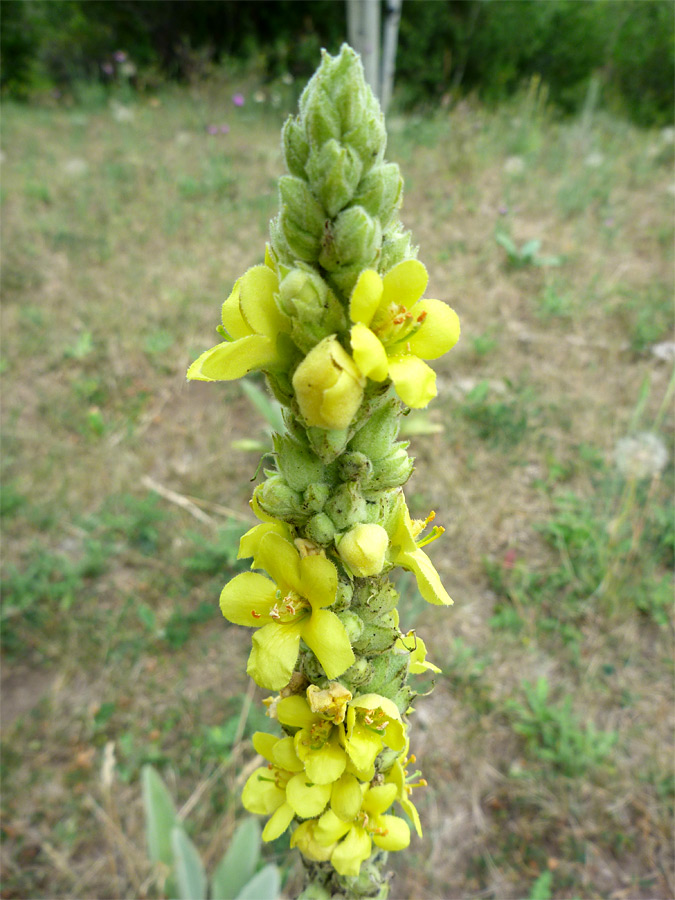 Yellow flowers