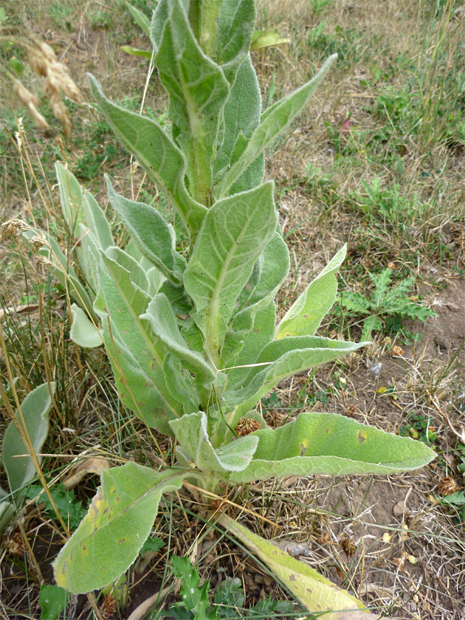 Leaves