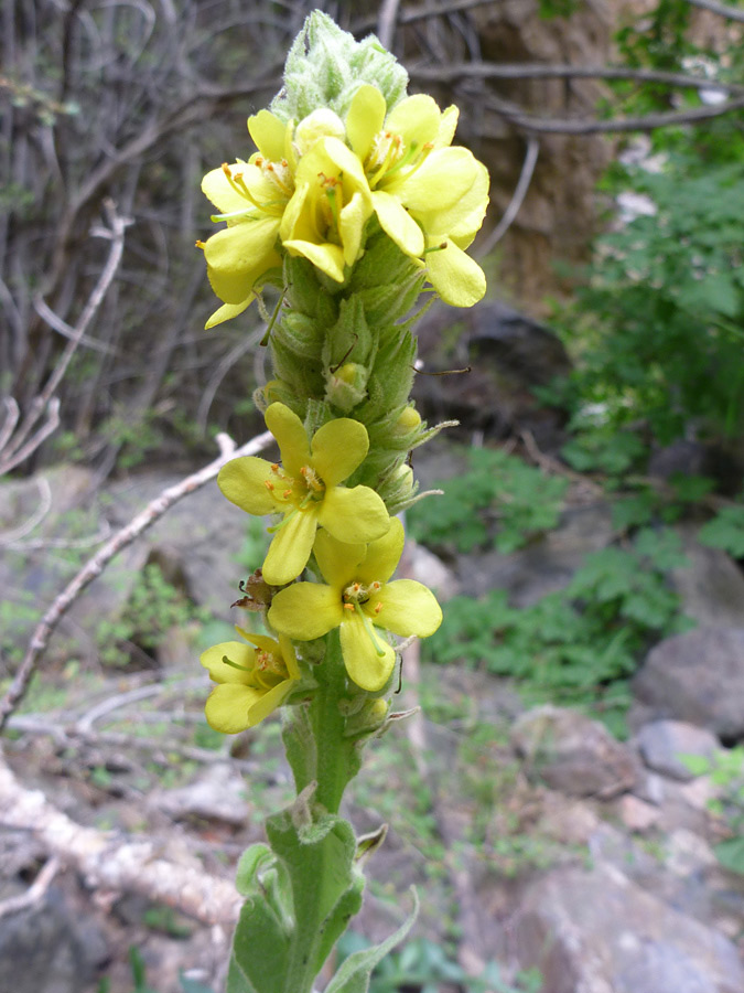 Flower spike