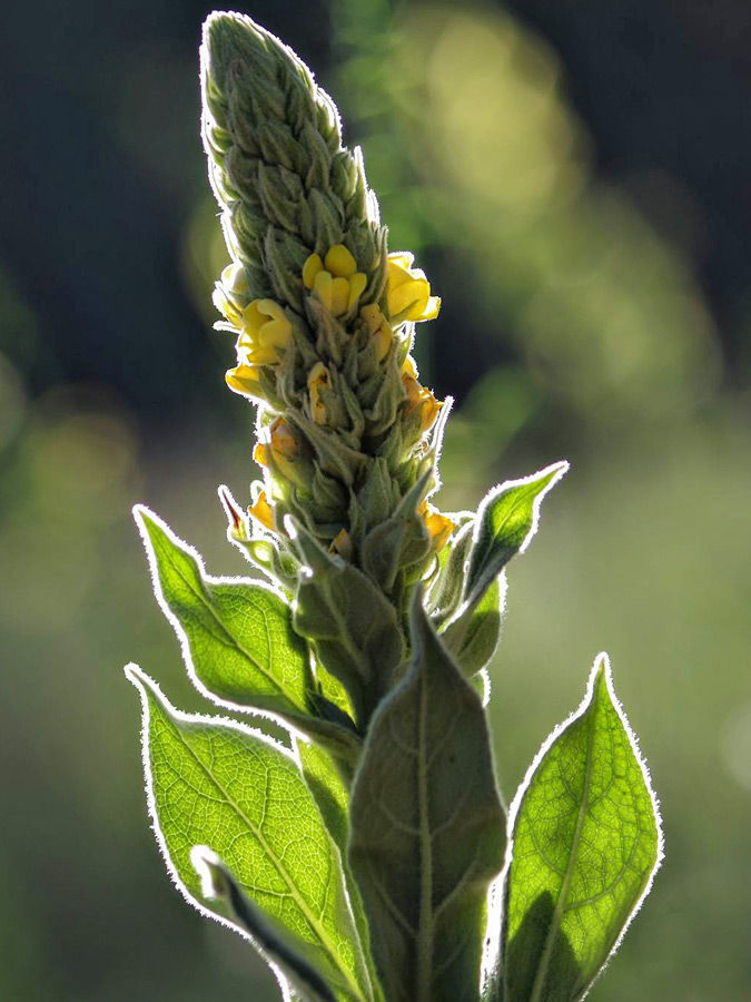 Buds, flowers and leaves