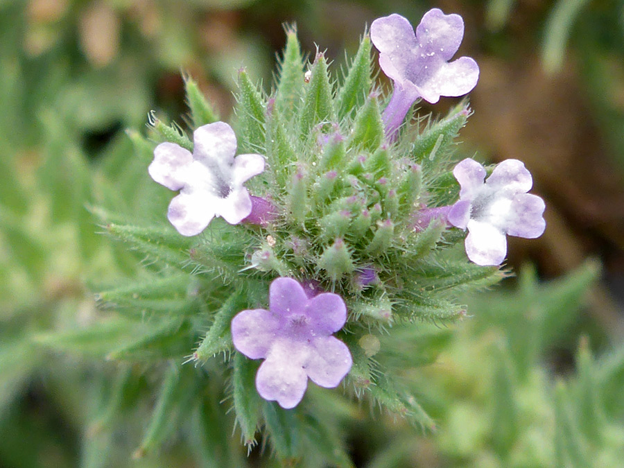 Small pink flowers