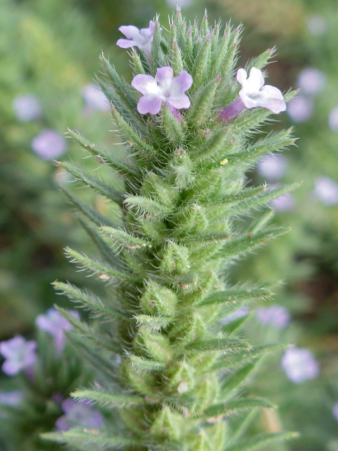 Elongated inflorescence