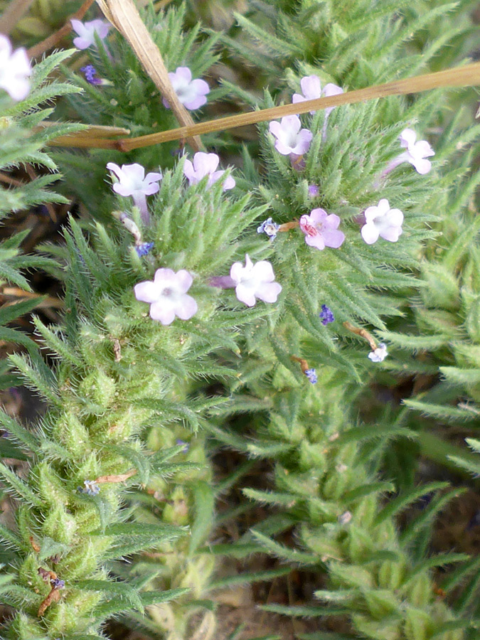 Hairy bracts