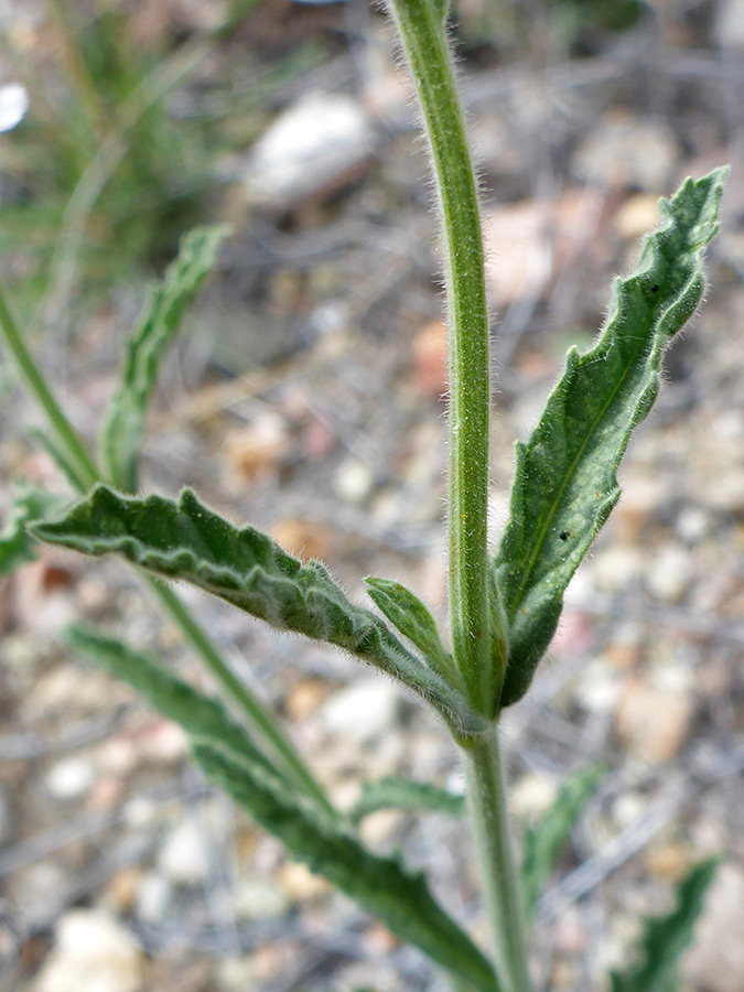 Opposite stem leaves