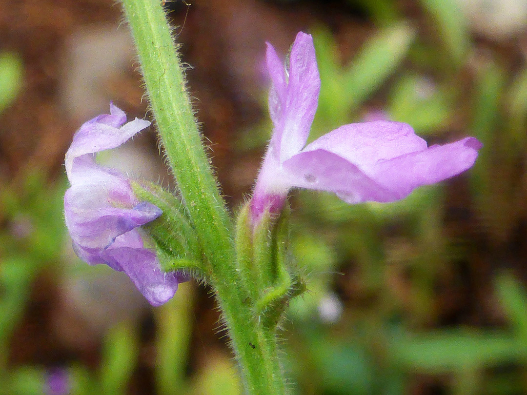 Pink-purple flowers