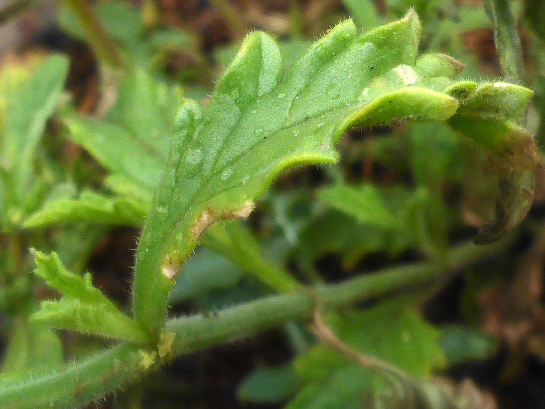 Toothed leaf