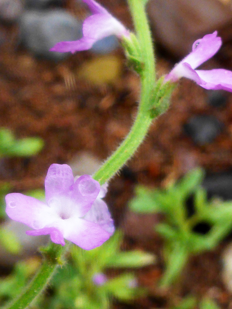 Flowering stem