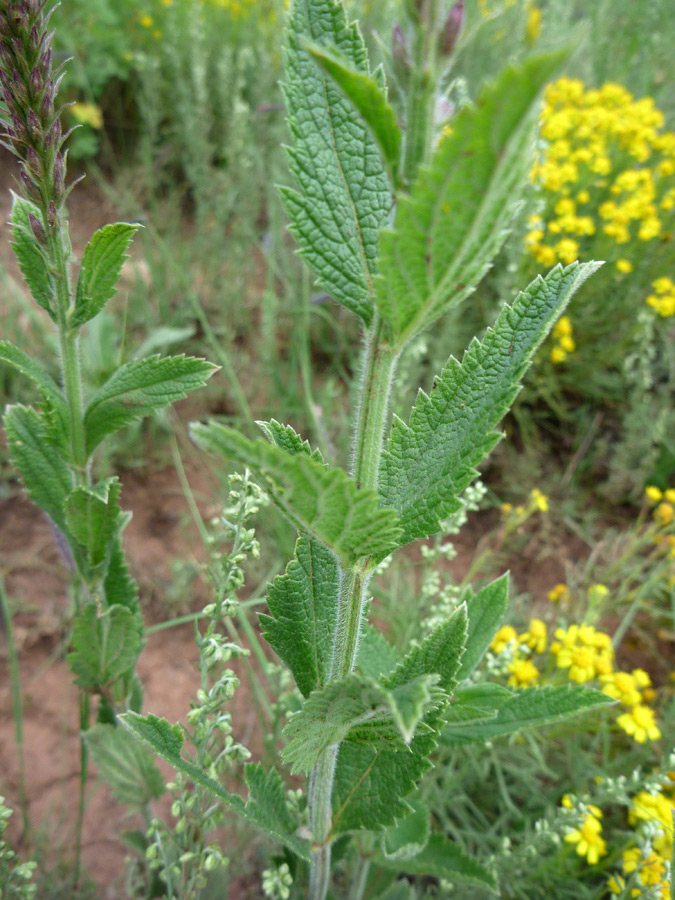 Green leaves