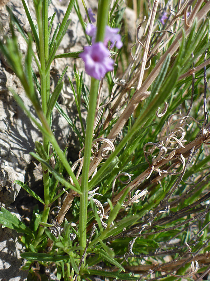 Leaves and stems