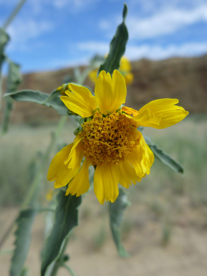 Yellow flower