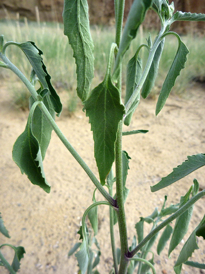 Leaves