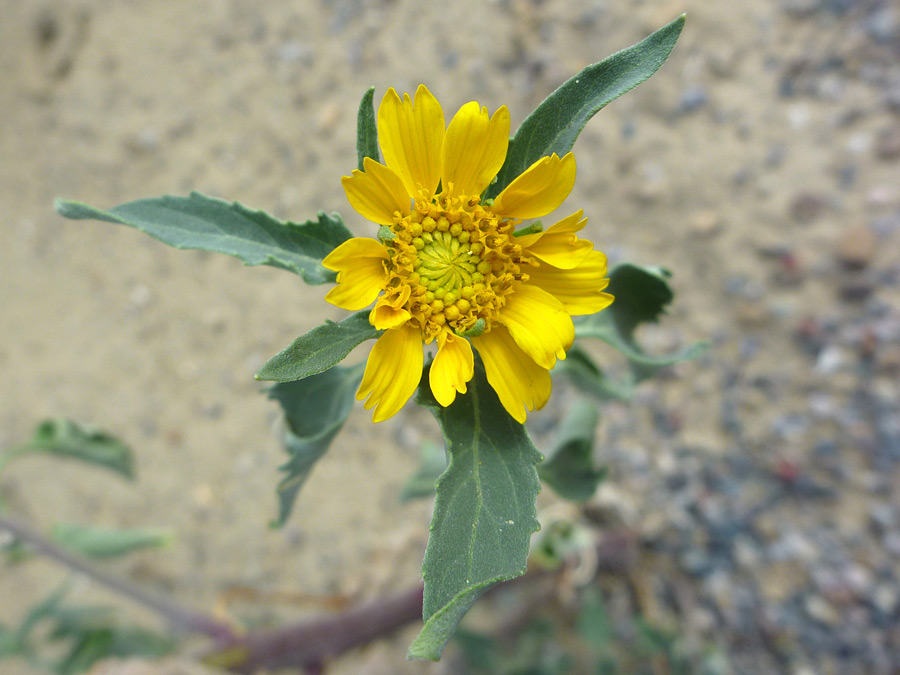 Opening flower