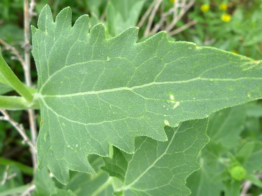 Triangular leaf