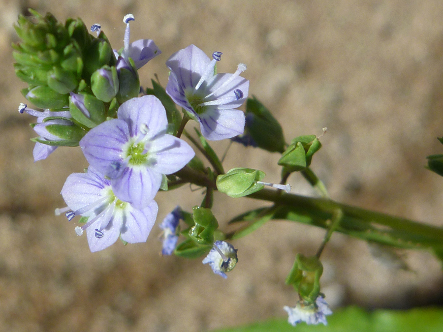 Flowers and buds