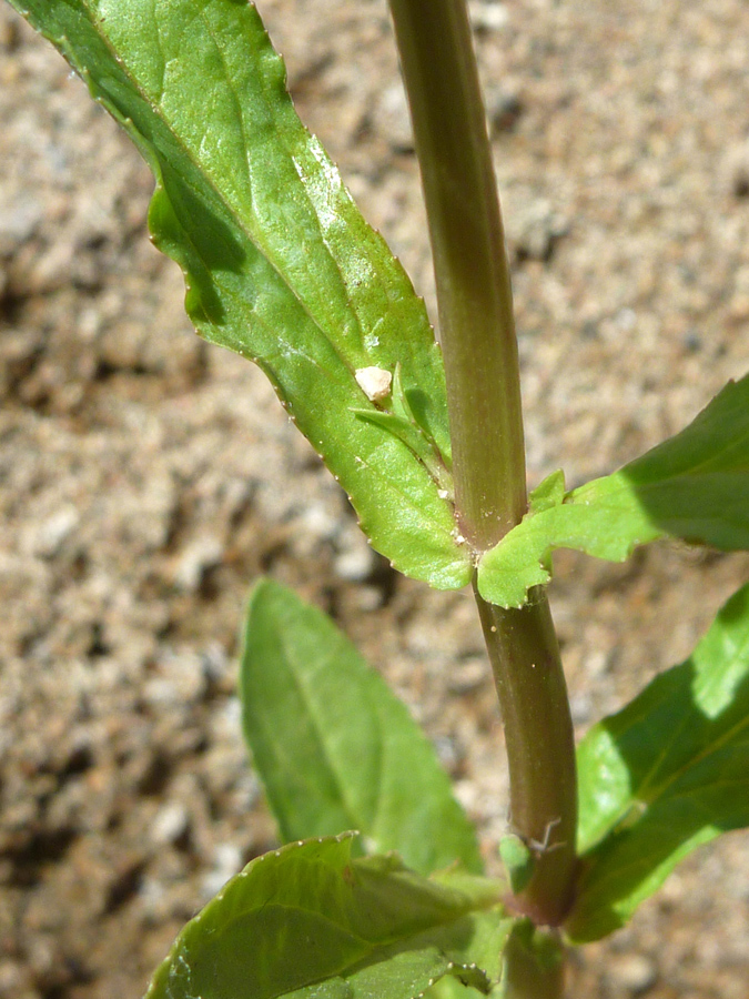 Leaf node