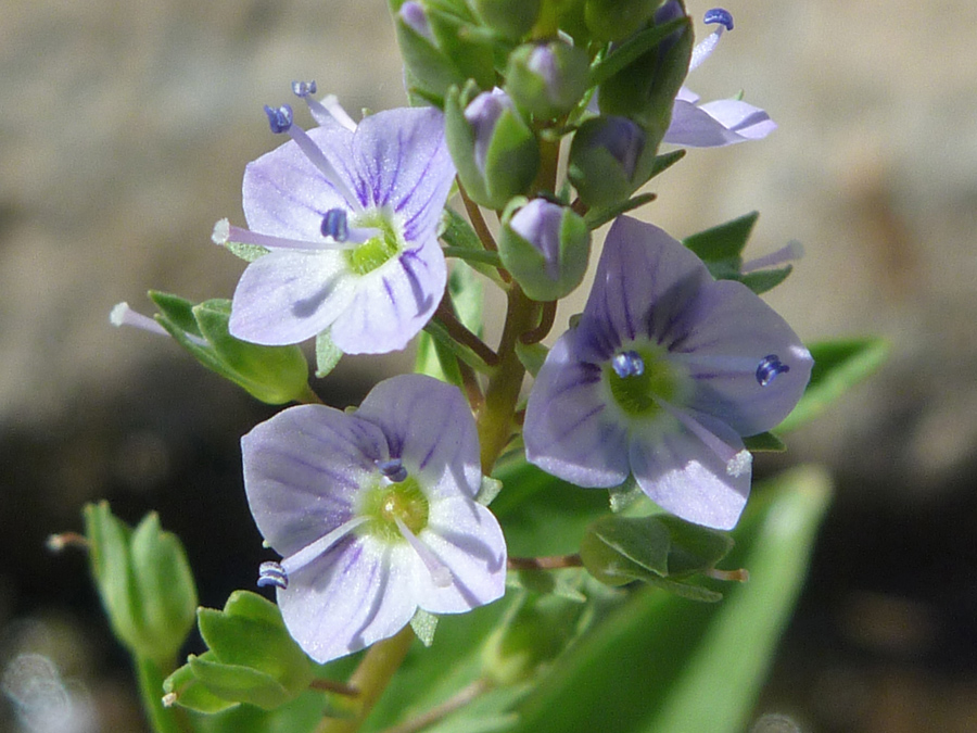 Pale purple flowers