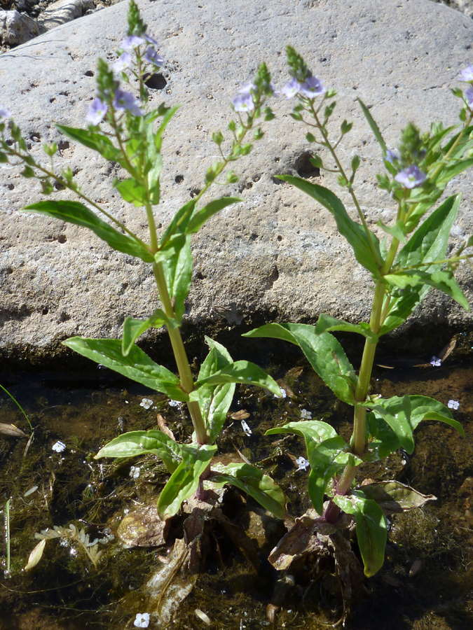 Two stems