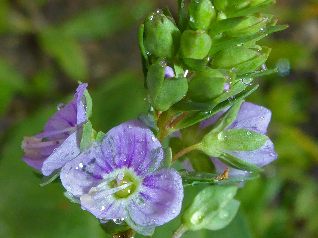 Buds and flowers