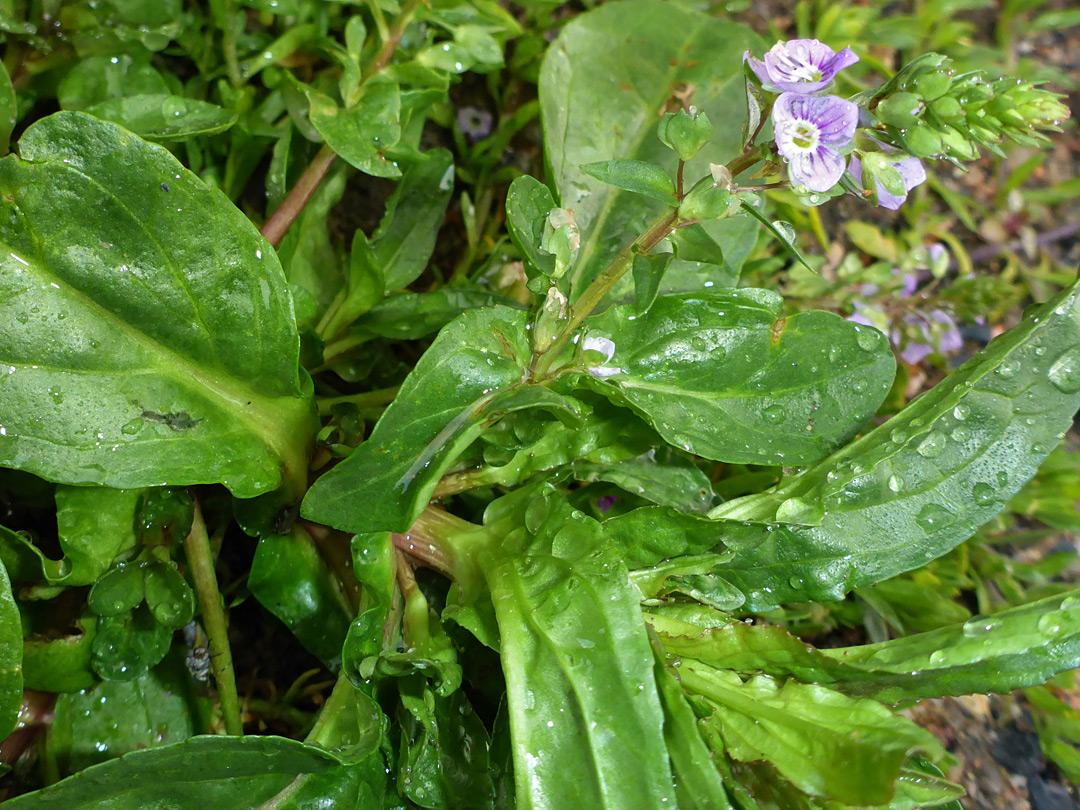 Large, hairless leaves