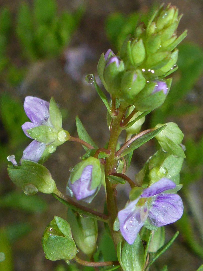 Elongated inflorescence