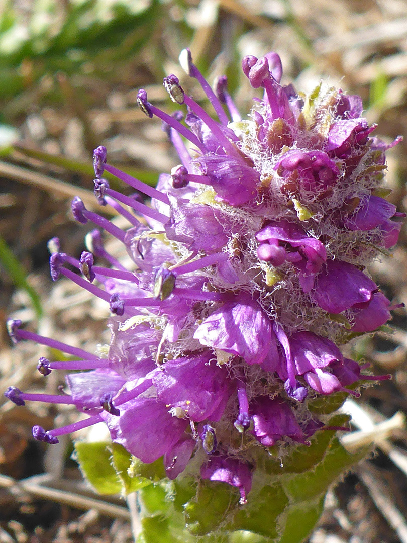 Exserted stamens