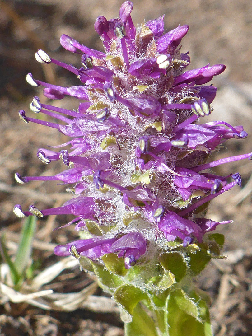 Purple flowers