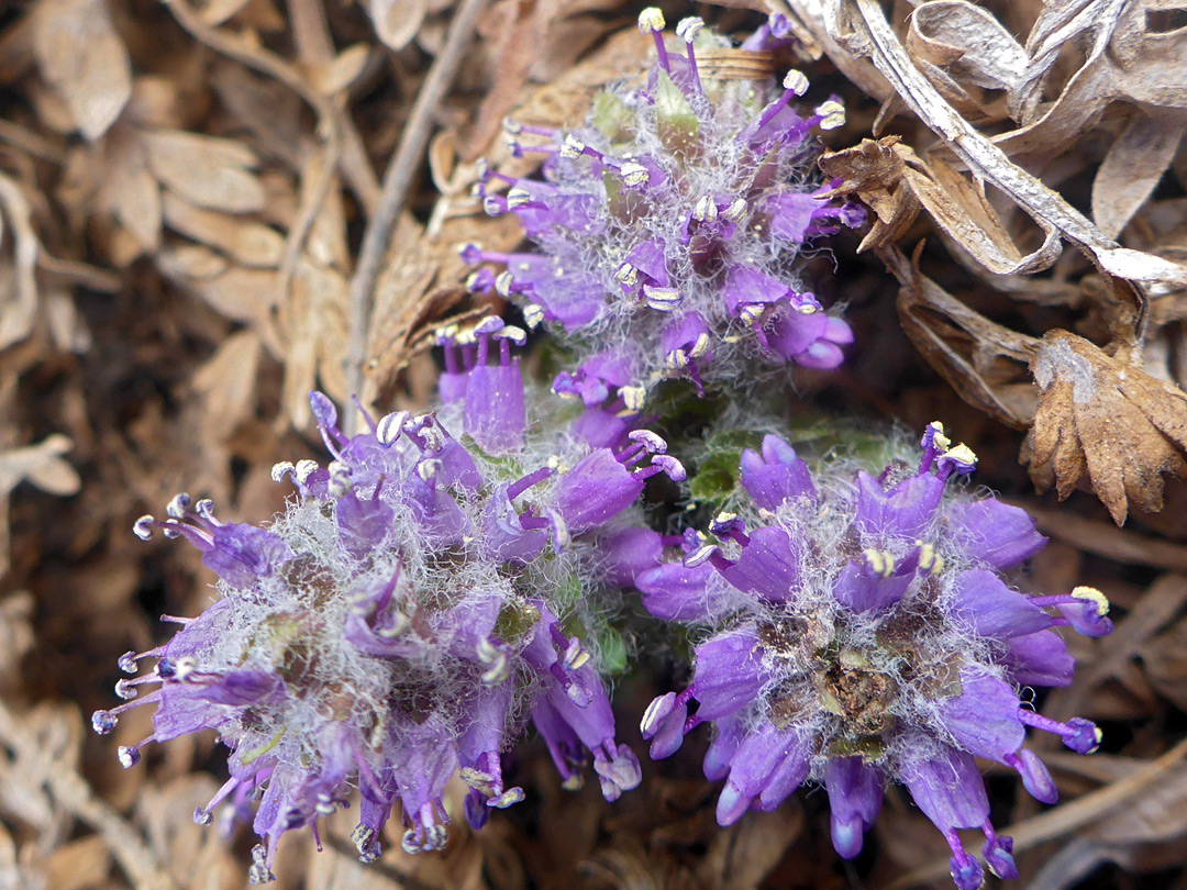 Three flower clusters