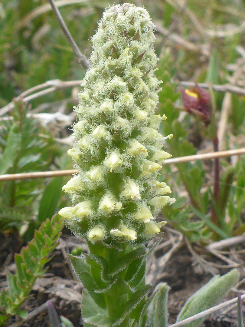 Elongated flower cluster