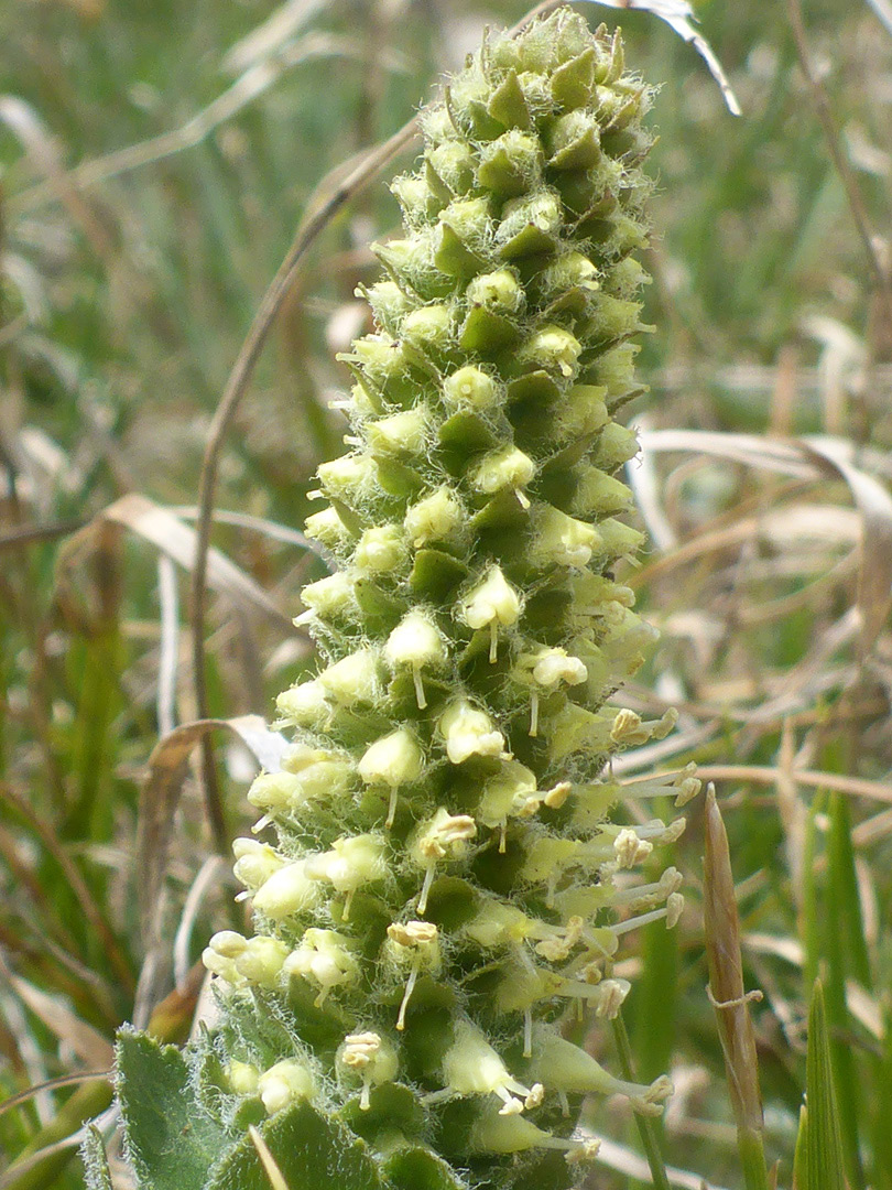 Bracts and flowers