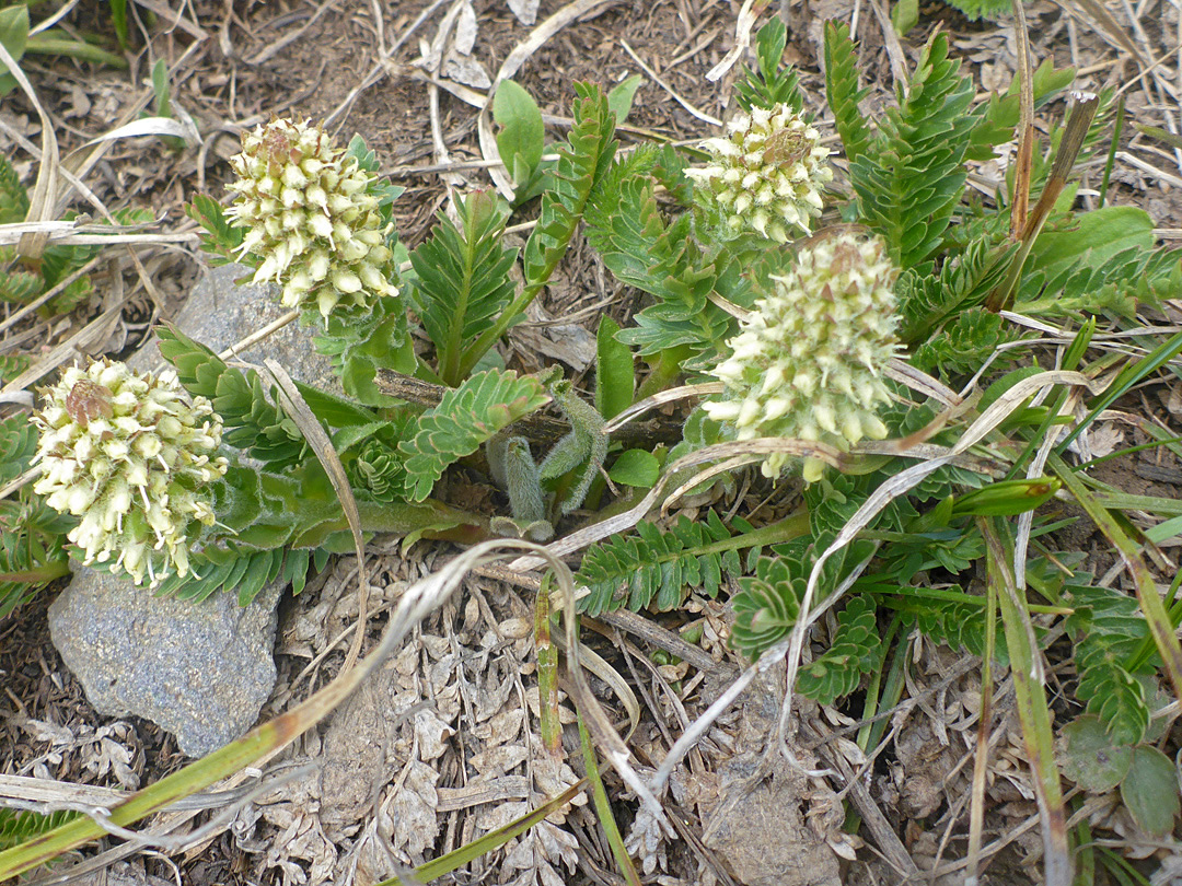 Flowering stems