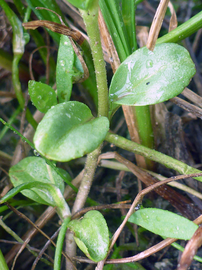 Leaves and stem