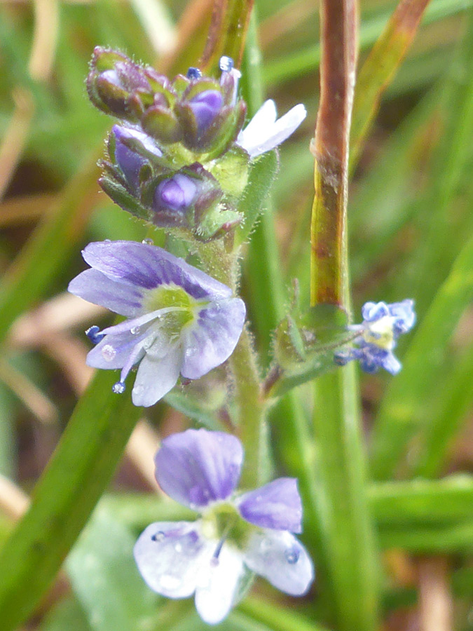 Flowers and buds